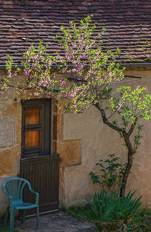 Une chaise verte vide et un arbre en fleur devant une maison