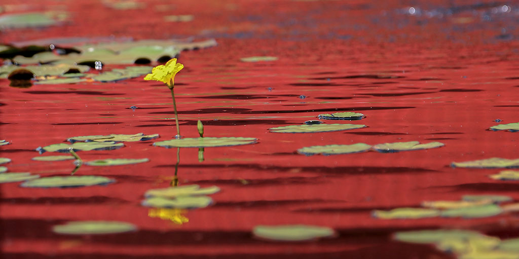 Une fleur jaune émerge au-dessus de l'eau rouge d'un étang