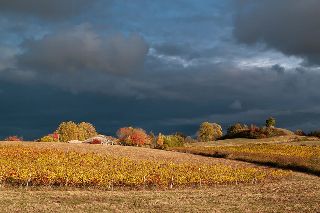 Vigne en automne près du village de Loubès-Bernac en Lot-et-Garonne