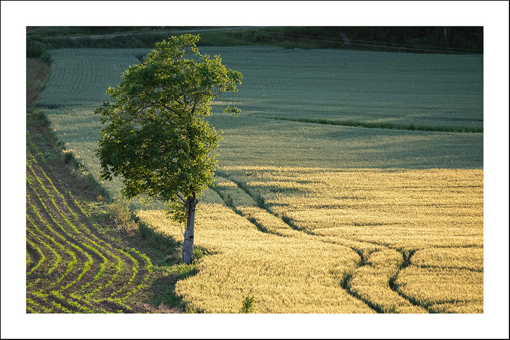Cartes postales "Au vert" – Image 3