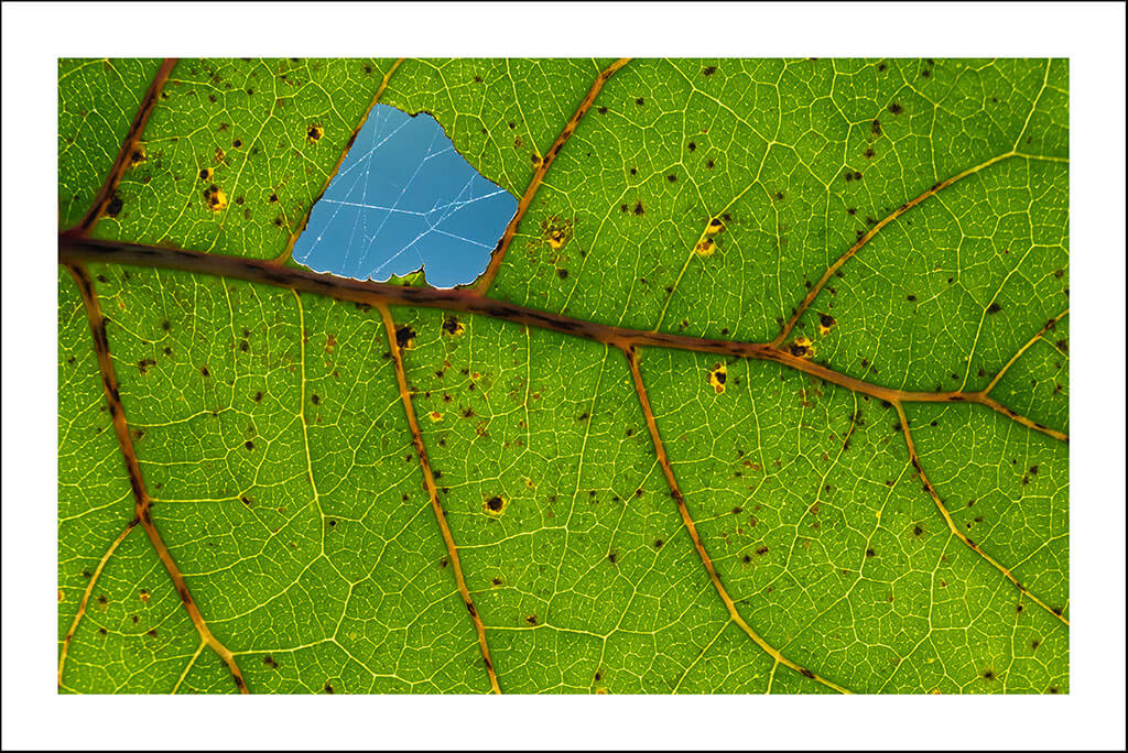 Cartes postales "Bouts d'nature" – Image 3