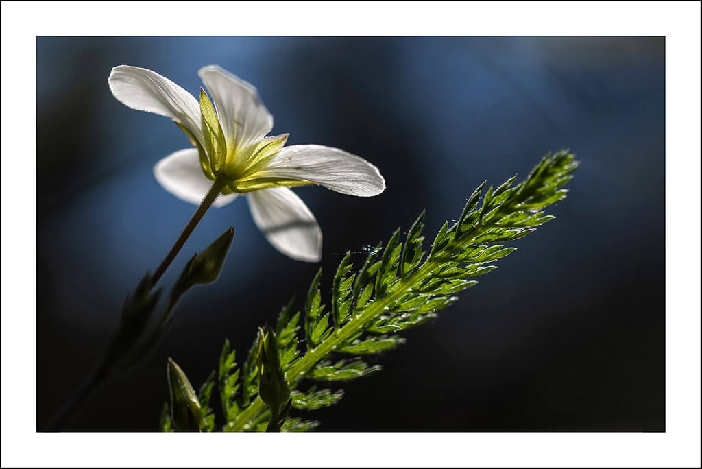 Cartes postales "Bouts d'nature" – Image 5