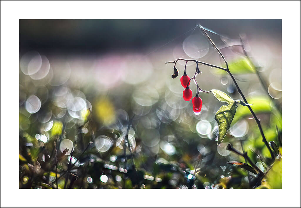 Cartes postales "Bouts d'nature" – Image 7
