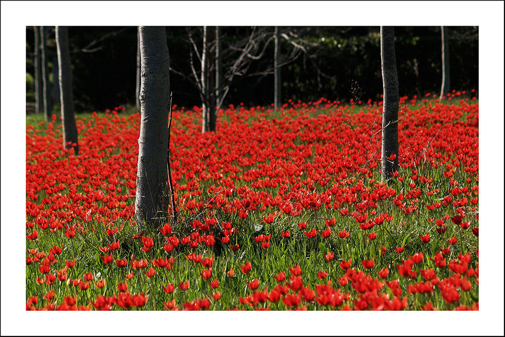 Cartes postales "Bouts d'nature" – Image 6