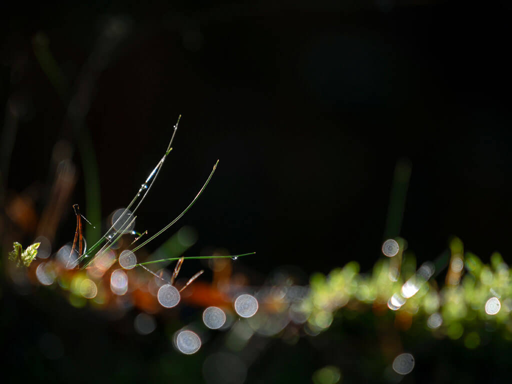 Rayon de lumière sur des aiguilles de pin tombées dans la mousse d'un sous-bois