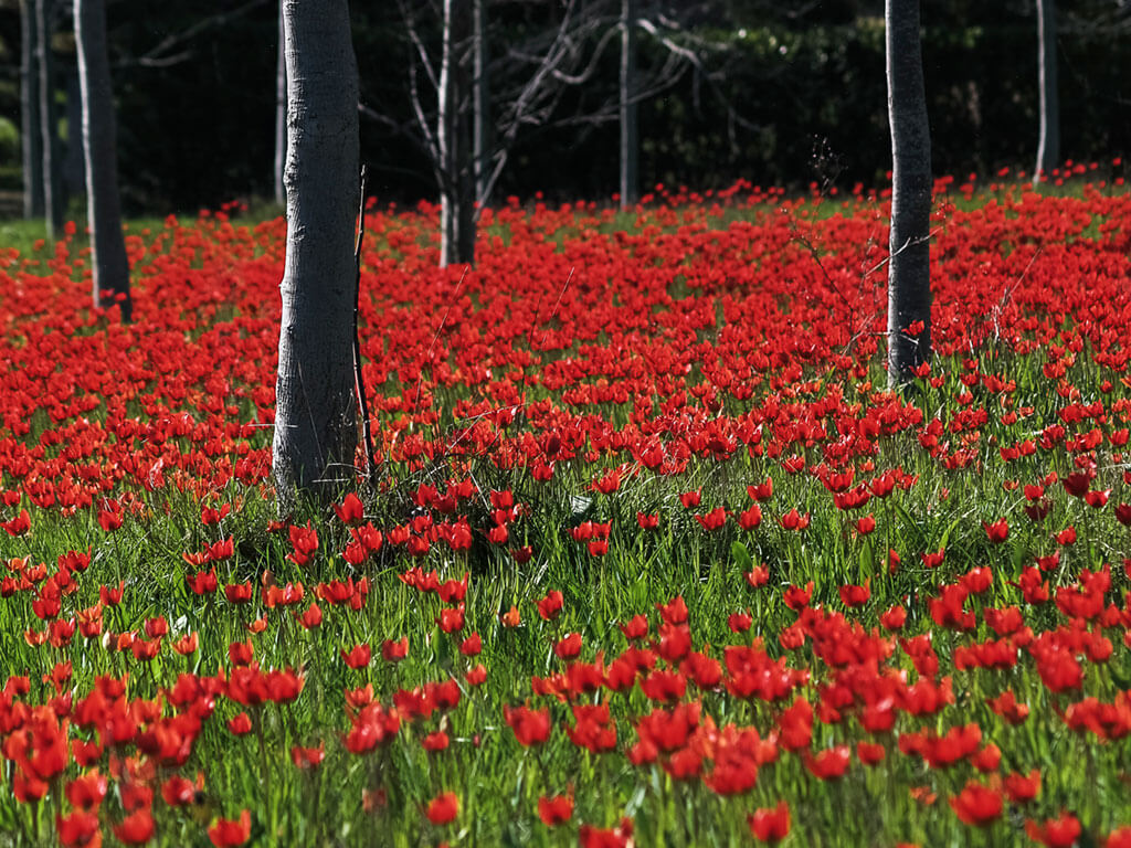 Tulipes rouges au printemps au milieu de noyers à Marmande en Lot-et-Garonne