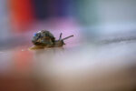 Un escargot à la coquille cassée avance sur une surface réfléchissante