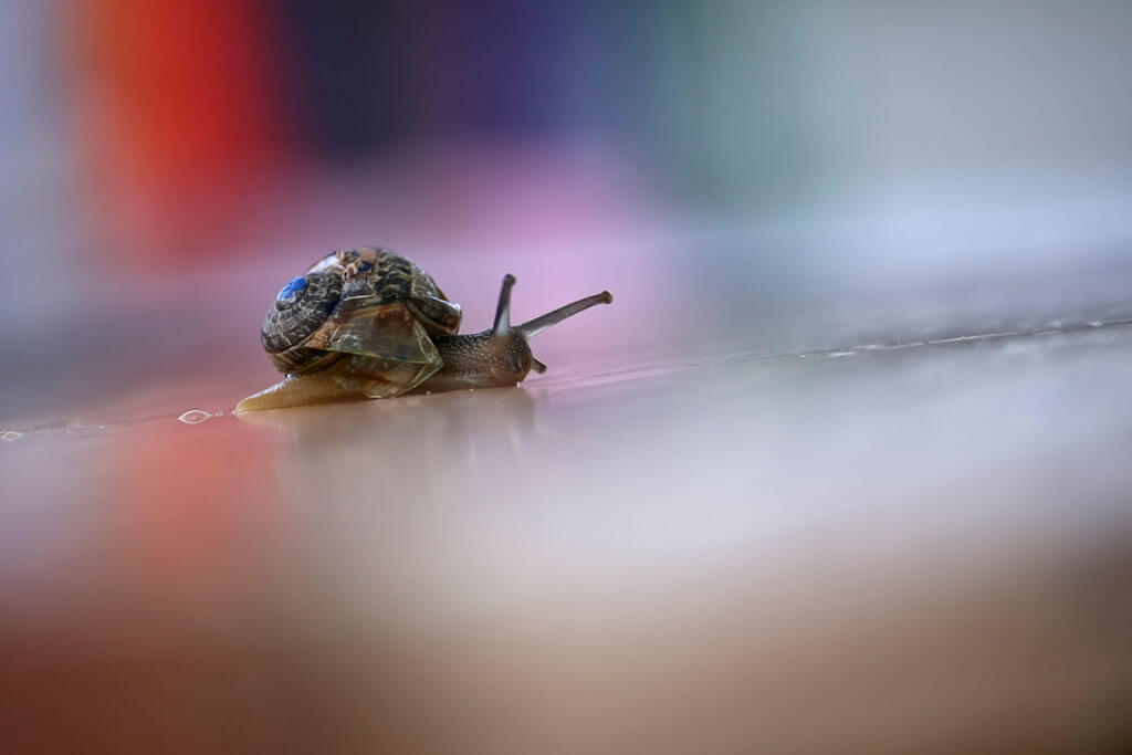 Un escargot avance avec sa coquille cassée