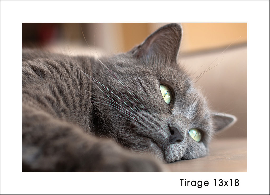 Séance photo "Mon animal" – Image 3