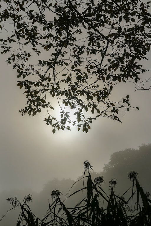 Plantes aquatiques et branches d'arbres au bord d'un étang un soir de brume