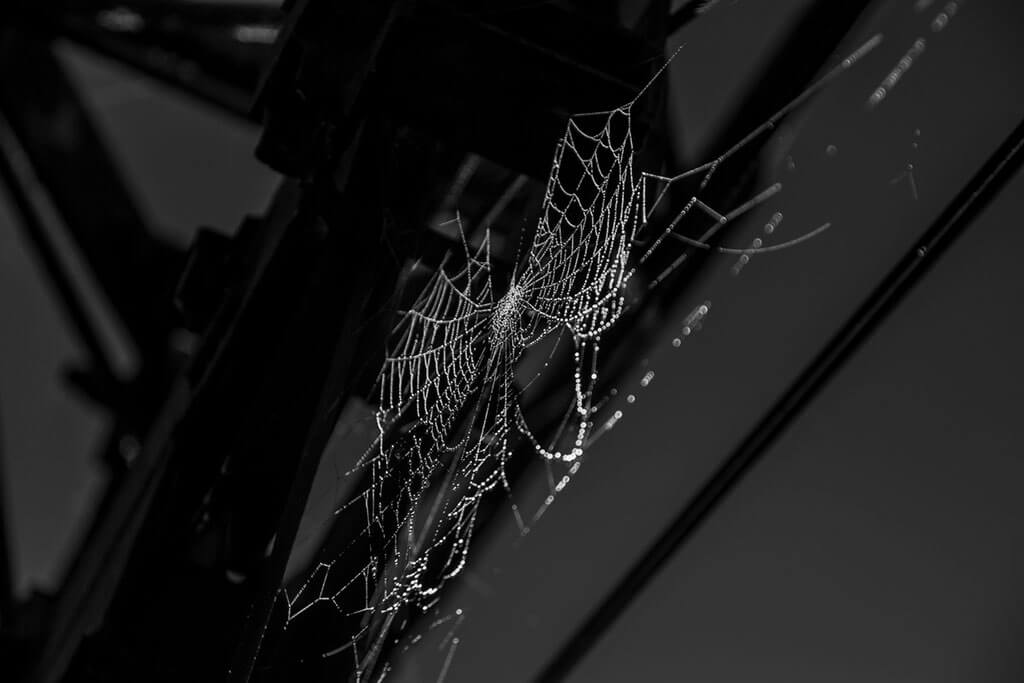 Au petit matin, une toile d'araignée percée et recouverte de rosée