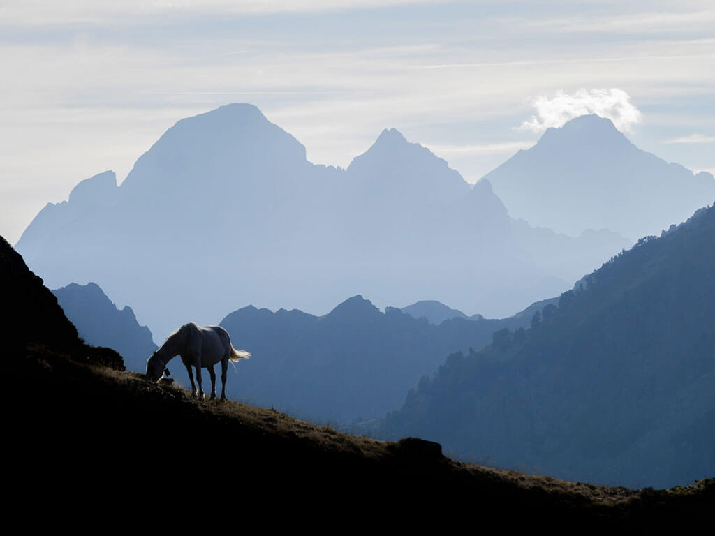 Un cheval broute au col d'Ayous dans les Pyrénées-Atlantiques