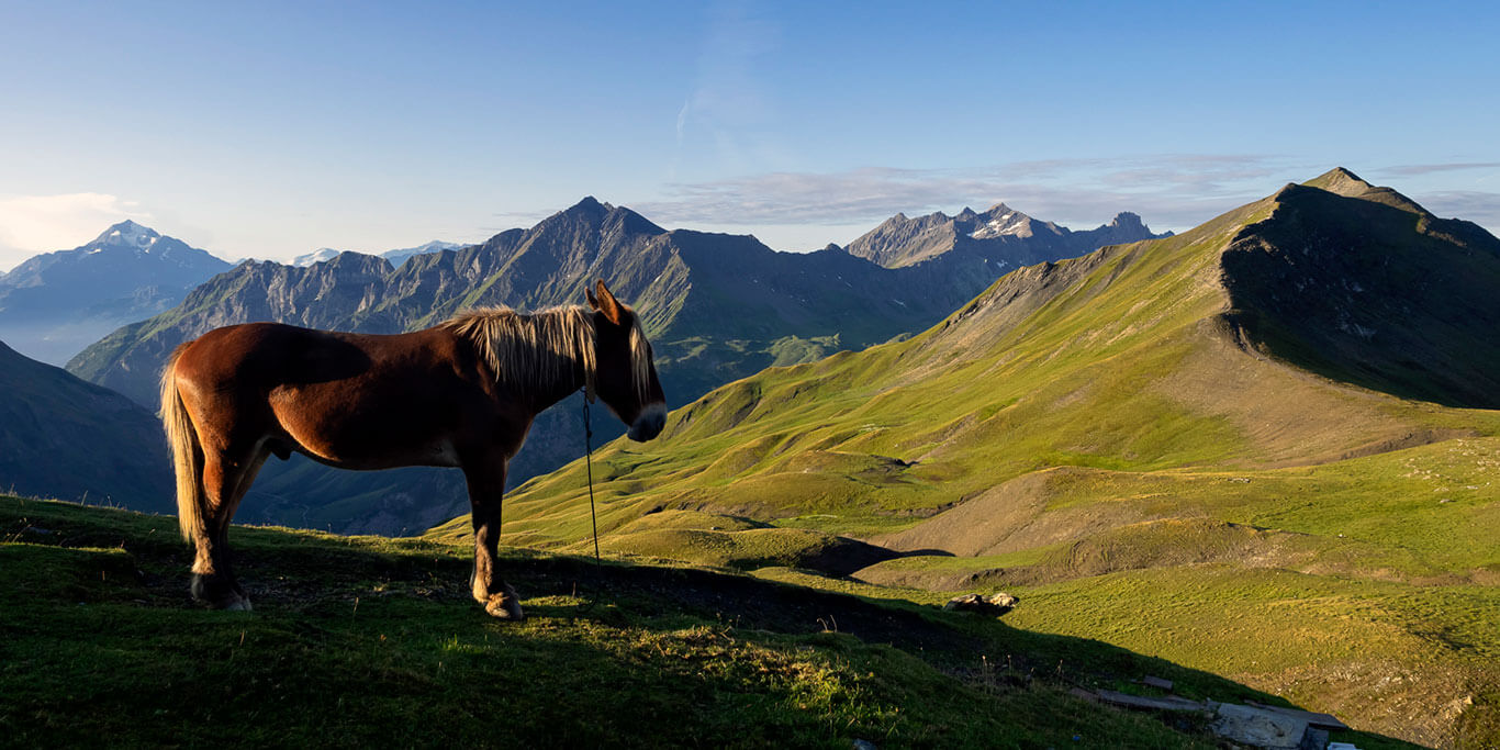 Cheval dans la montagne près du refuge de la Croix du Bonhomme dans les Alpes