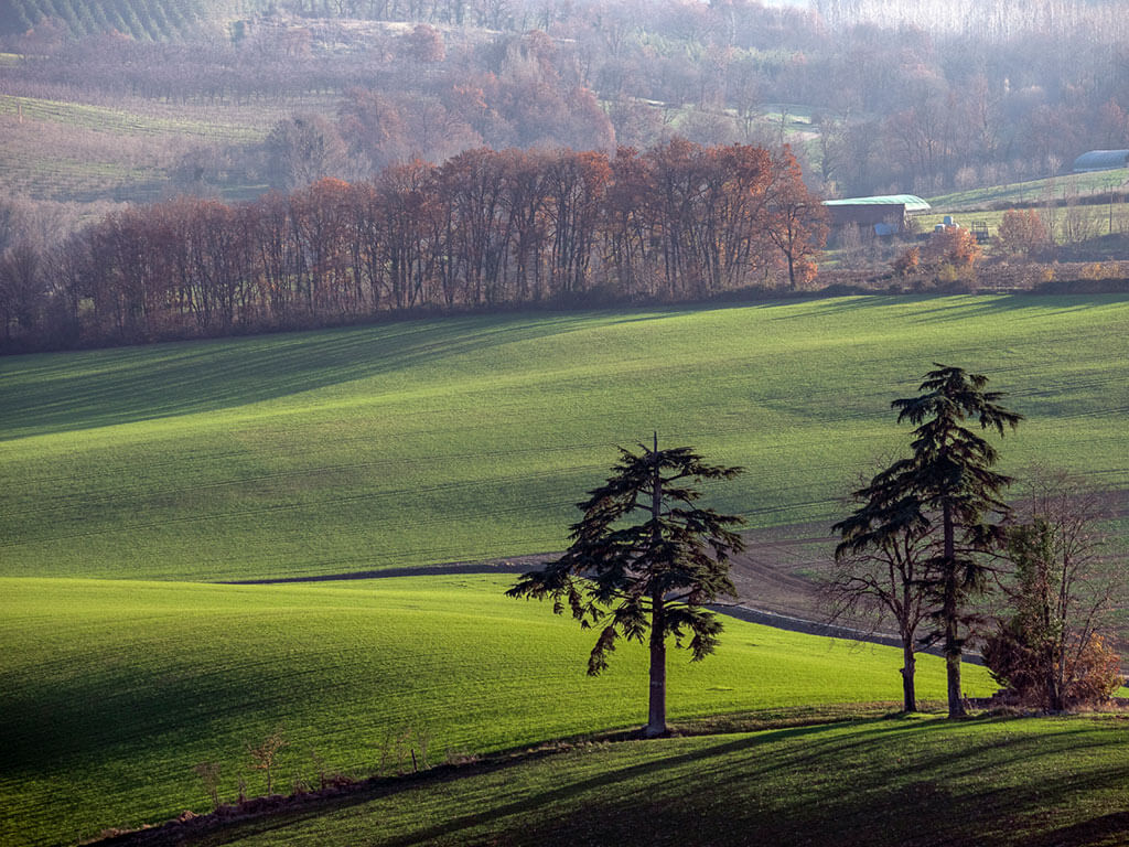 Deux cèdres isolés dans la campagne de Beaugas en Lot-et-Garonne