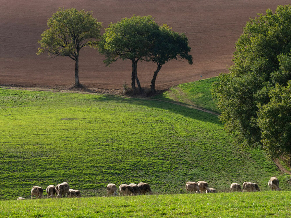 Les trois bergers