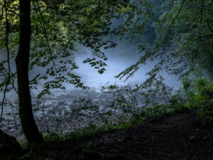 arbre-berge-lumiere-riviere-nature-kupa-croatie