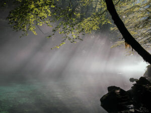 arbre-berge-rais-lumiere-riviere-nature-kupa-croatie