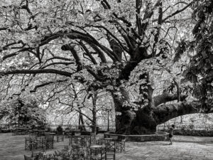 arbre-millenaire-place-tsangarada-pelion-grece