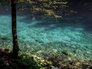 arbre-nature-berge-eau-turquoise-riviere-kupa-croatie