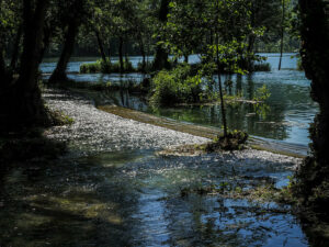 arbres-malo-plivsko-lake-jajce-bosnie
