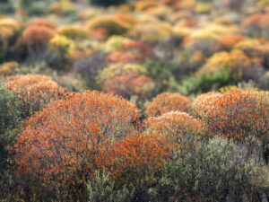 arbustes-couleurs-golfe-corinthe-grece