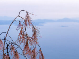 branche-pin-golfe-corinthe-grece