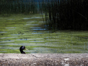 canard-nage-mur-eau-verte-lac-nature