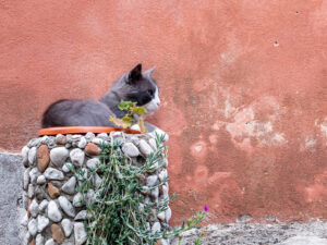 chat-allonge-observateur-mur-rose