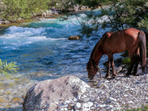 cheval-bai-buvant-riviere-vallee-theth-albanie