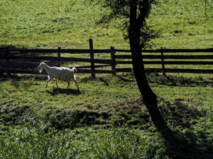 chevre-pre-campagne-monts-apuseni-roumanie