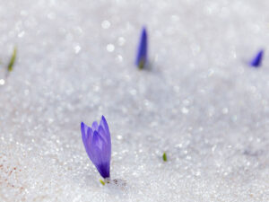 crocus-violet-neige