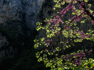 feuillage-fleur-rose-arbre
