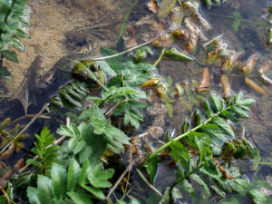 grenouille-verte-riviere-feuilles-nature