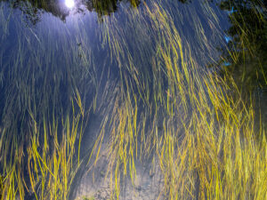 herbe-jaune-aquatique-eau-libellules-riviere-nature