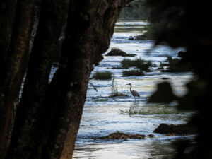 heron-riviere-slunjcica-village-rastoke-croatie