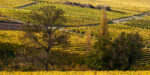 Les vignes de Montbazillac en Dordogne au pied de leur château en automne