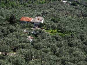 maison-oliviers-milies-pelion-grece