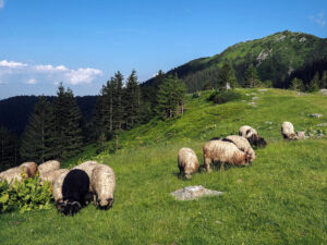 moutons-broutent-prairie-proposko-bosnie