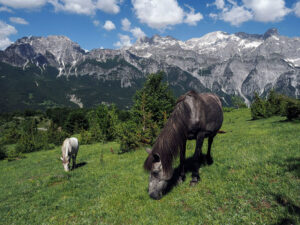paysage-montagne-chevaux-col-valbona-albanie