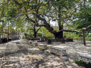 place-arbre-centenaire-vitsa-sentier-epirus-zagori-grece