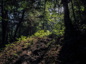 sentier-nature-foret-arbre-source-kupa-croatie