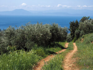 sentier-olivier-golfe-pagasetique-pelion-grece