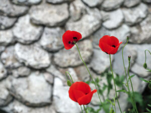 trois-coquelicot-mur-pierre