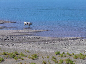 vache-eau-lac-koman-albanie