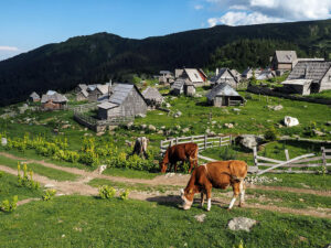 vaches-village-proposko-bosnie