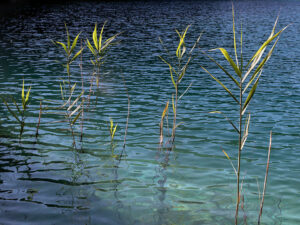 vegetaux-aquatiques-nature-lac-plitvice-croatie