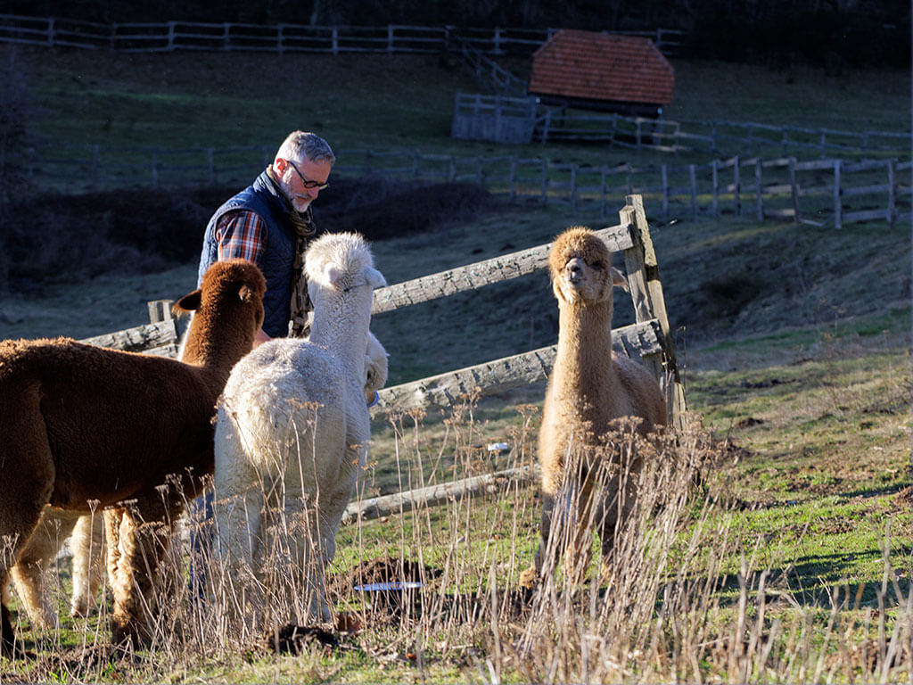 alpagas-francois-xavier-barbieux-fileur-correze