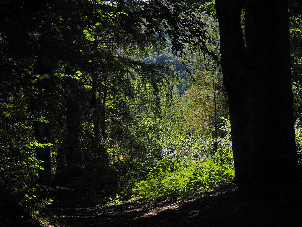 ambiance-forestiere-chemin-randonnee