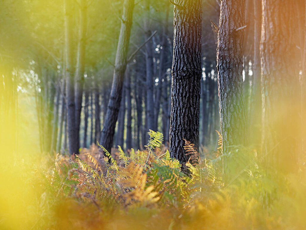 ambiance-foret-pin-fougeres