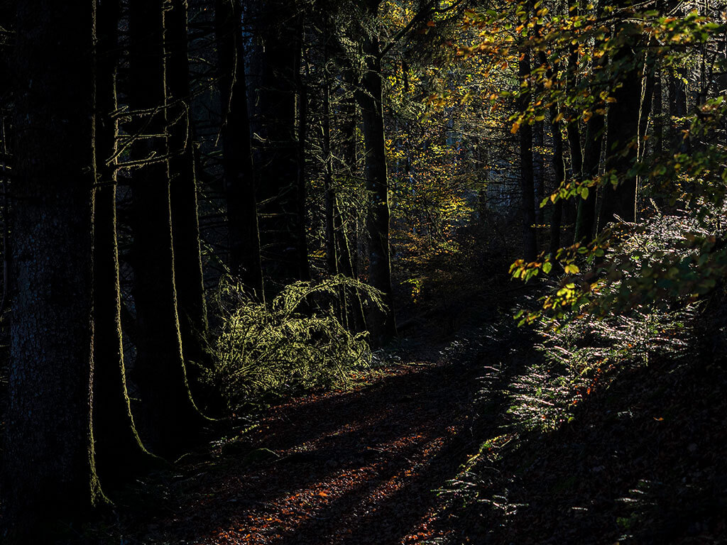ambiance-sous-bois-chemin-automne